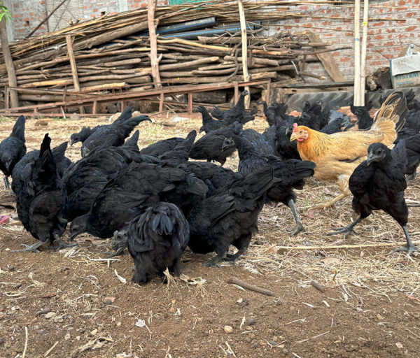 SPIRITUAL BLACK FOWL
