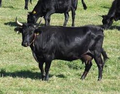 BLACK COW (SPIRITUAL)