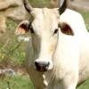 WHITE COW (SPRITUAL)