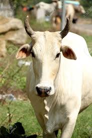 WHITE COW (SPRITUAL)