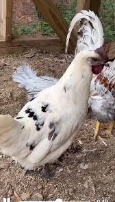 SPIRITUAL WHITE FOWL