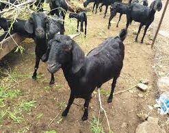 BLACK GOAT (SPIRITUAL)